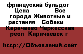 француский бульдог › Цена ­ 40 000 - Все города Животные и растения » Собаки   . Карачаево-Черкесская респ.,Карачаевск г.